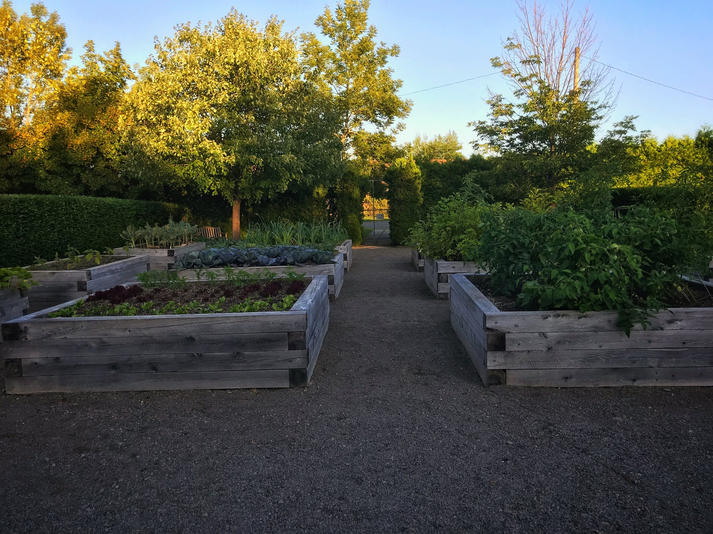 The Chef's produce garden