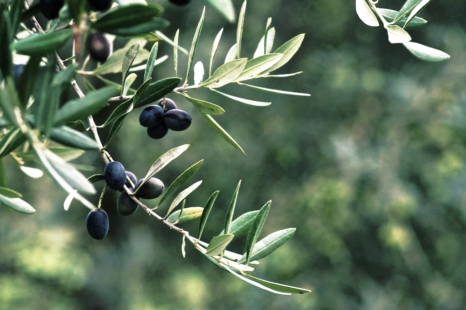 Hievoo - Hemp Infused Extra Virgin Olive Oil 4 olive oil zeytin-2.jpg