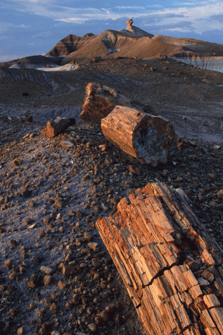 Petrified Forest