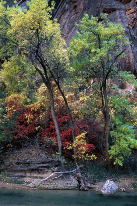 Zion in Fall