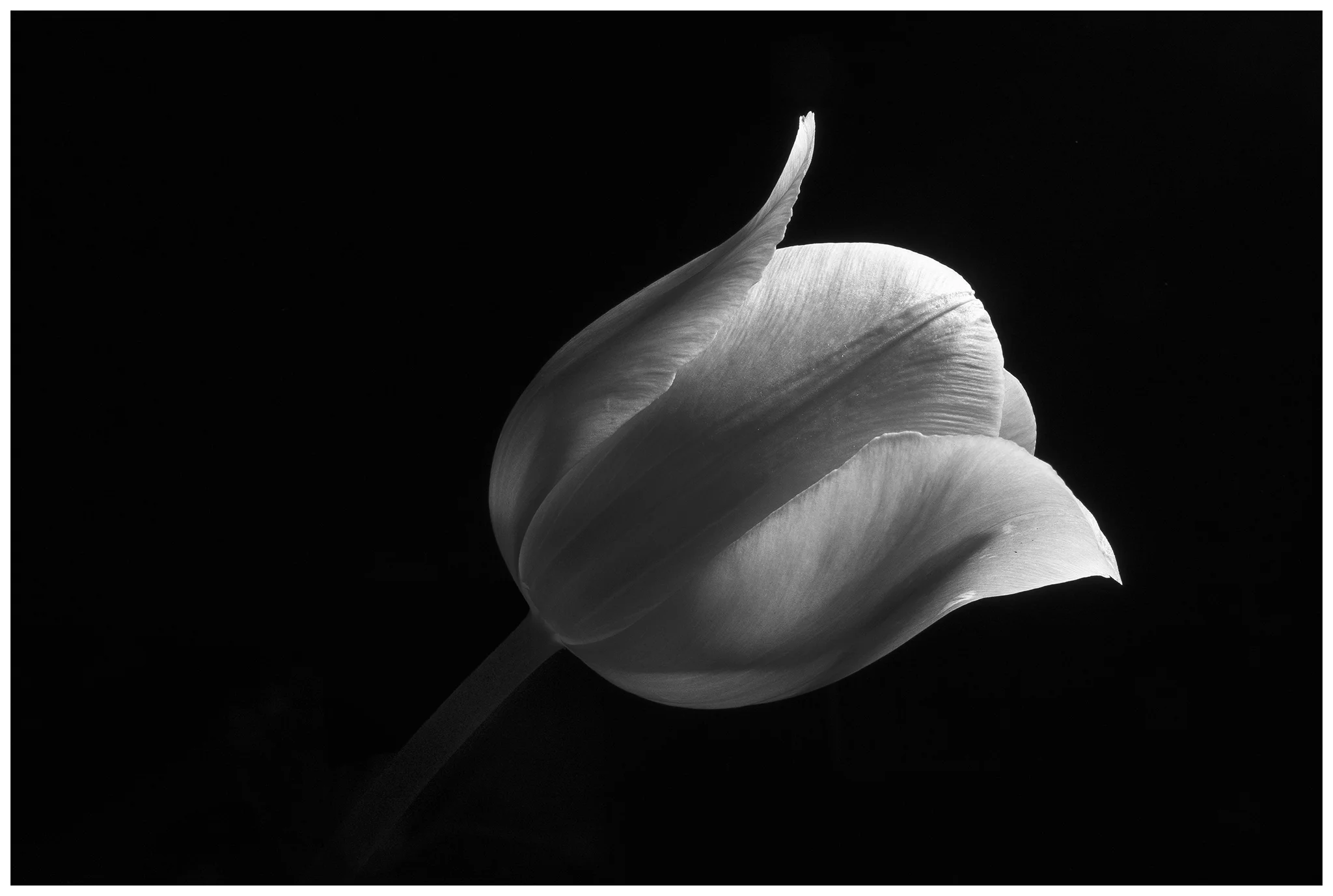 _DSC2325_final_bw_2048.jpg
