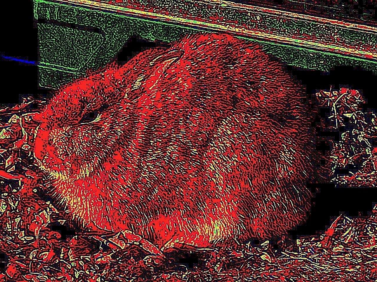 A distorted image of a rabbit, puffy in the cold.