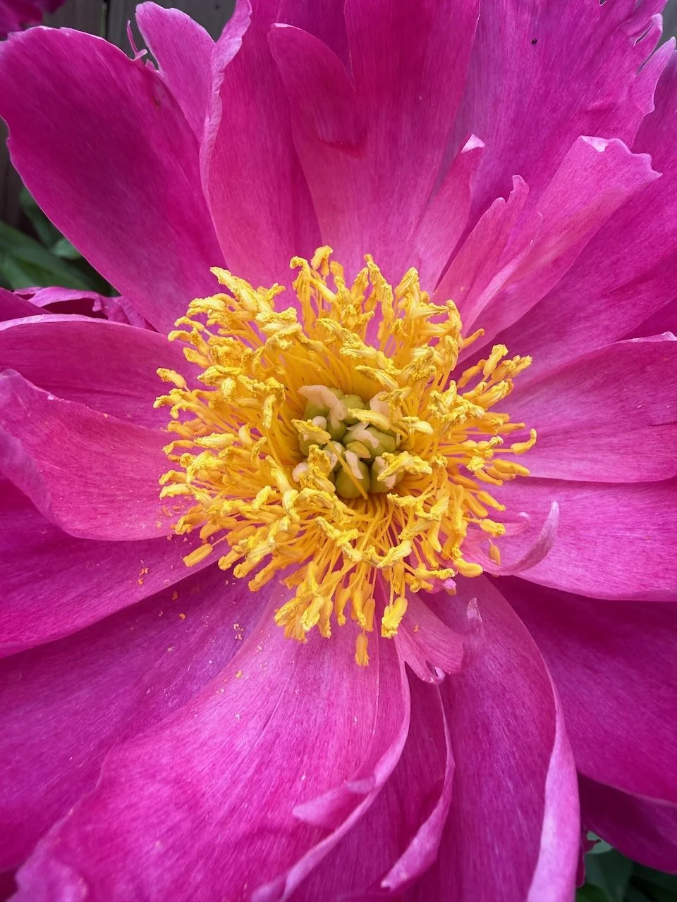 A close-up of a an intense magenta peony flower, with bright yellow inner flower parts.
