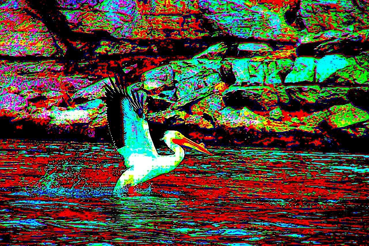 A distorted image of a white pelican landing on the Iowa River, wings extended, in front of a rocky cliff.