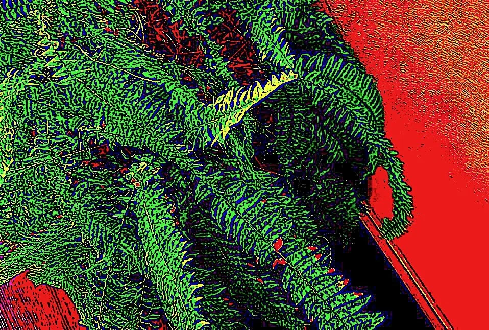 A distorted image of a Boston fern, indoors, against a solid wall and dark floor.