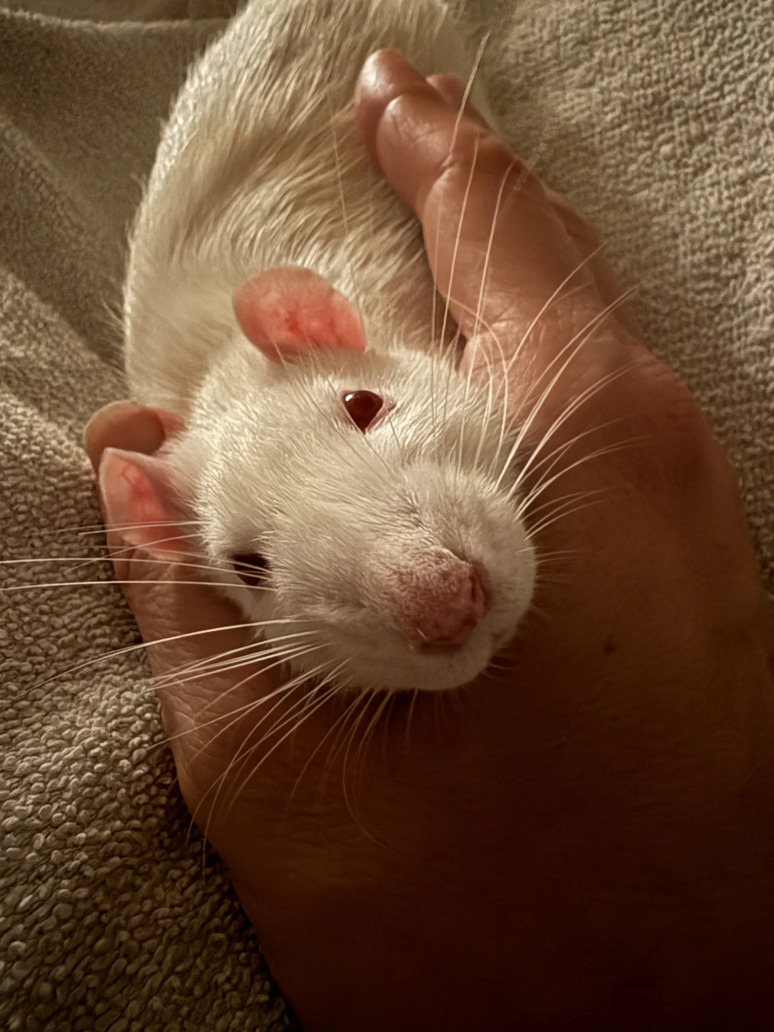 A close-up of an albino rat, snuggled into a person's hand.  This is Neville. Laura had the pleasure of boarding him for a week while his parents were moving into a new home. He has the softest fur on his cheeks!