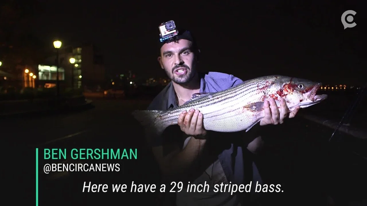 Catching a 20lb Striped Bass off Wall Street