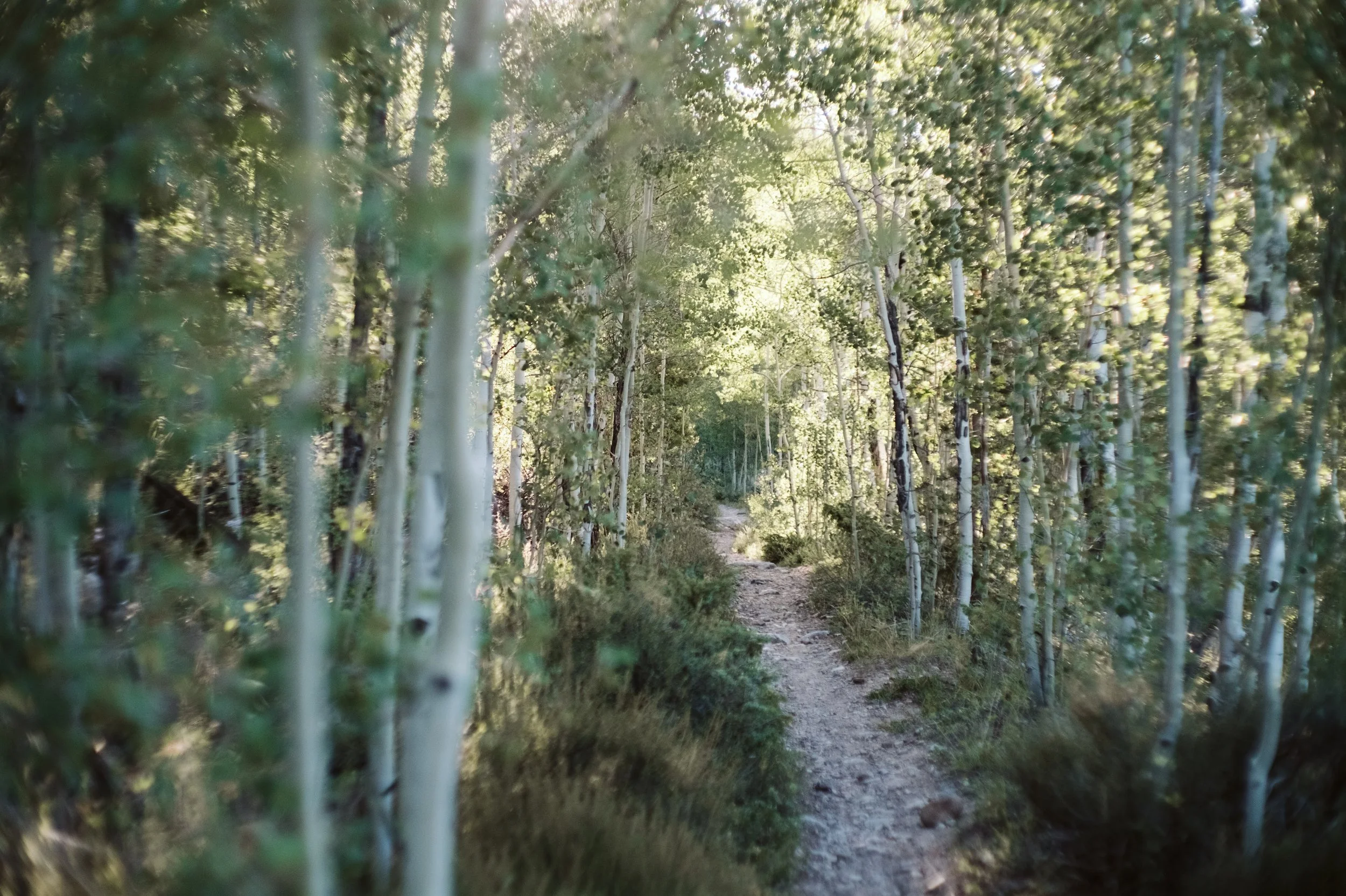 Virtual Solitude Retreat for the Beginning of Lent