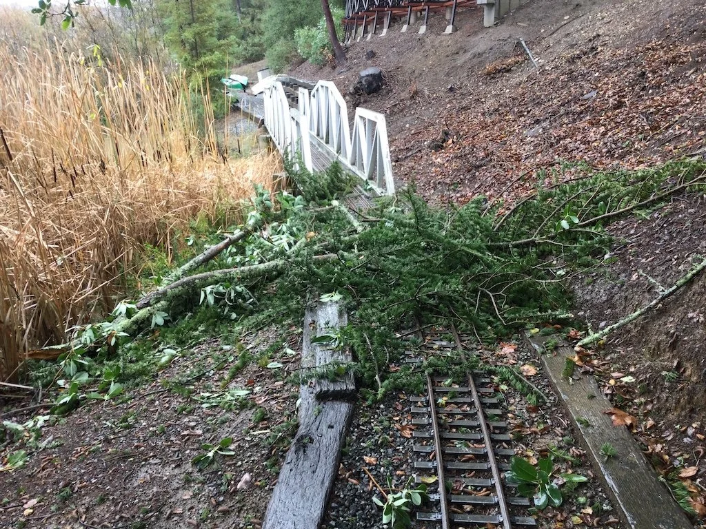 Minor limbs down by the Feather River Bridge