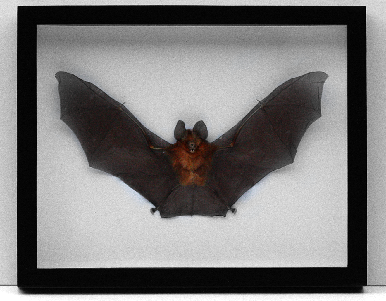 Bat_01.png