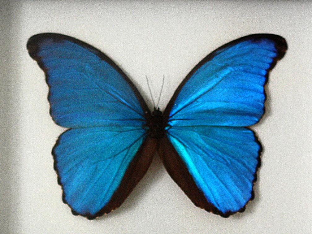 Morpho_01.png