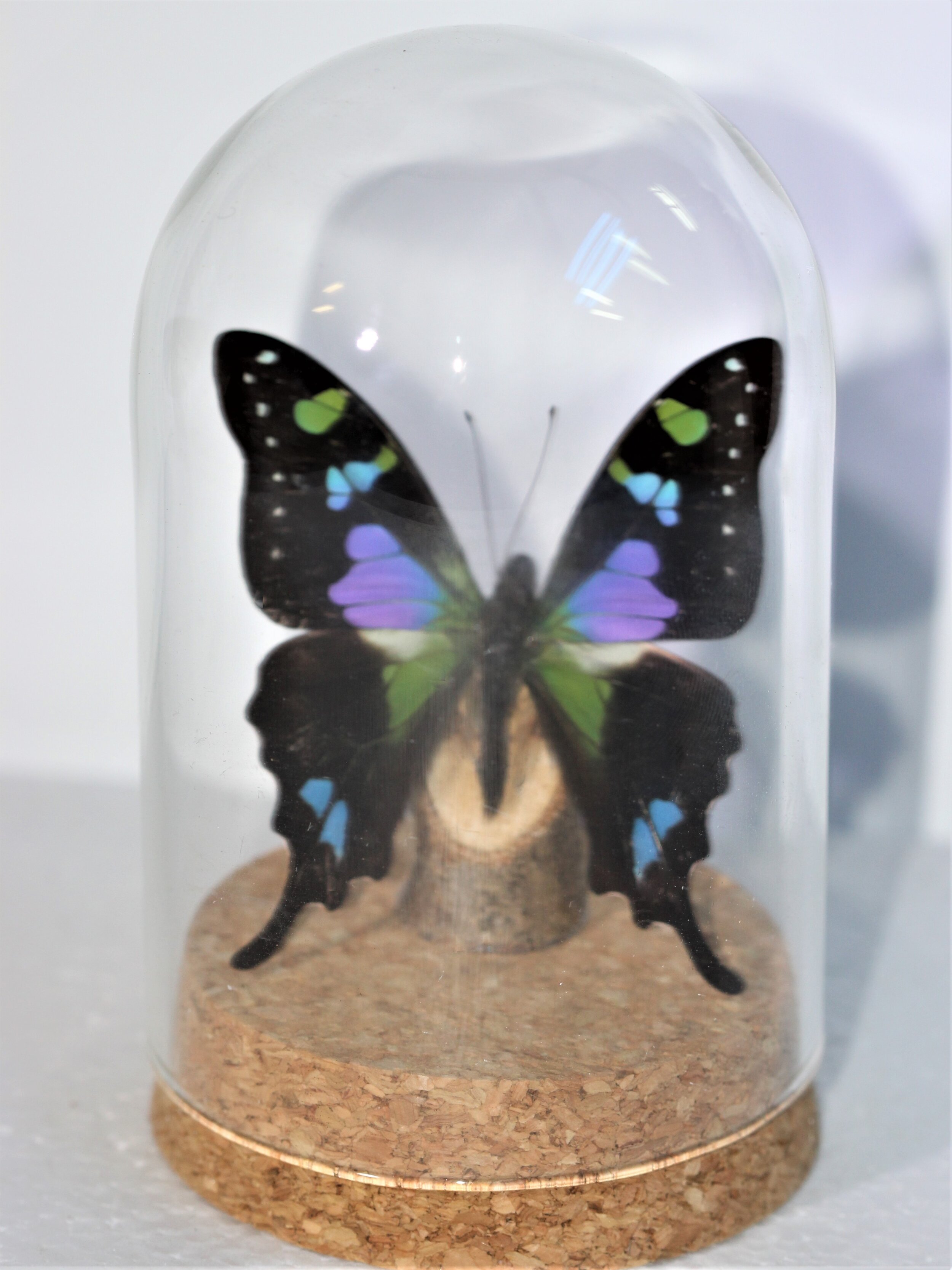 DOME PURPLE SWALLOWTAIL Graphium weiskeii PNG 2.jpg