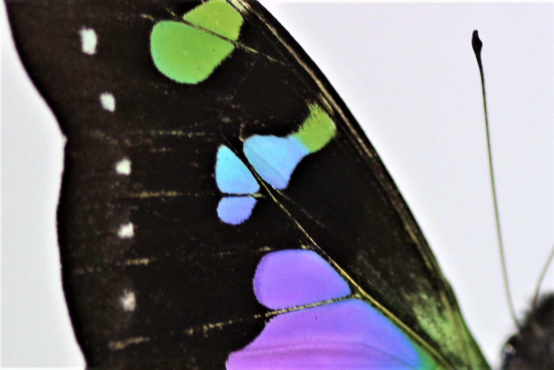 DOME PURPLE SWALLOWTAIL Graphium weiskeii PNG 2c.jpg