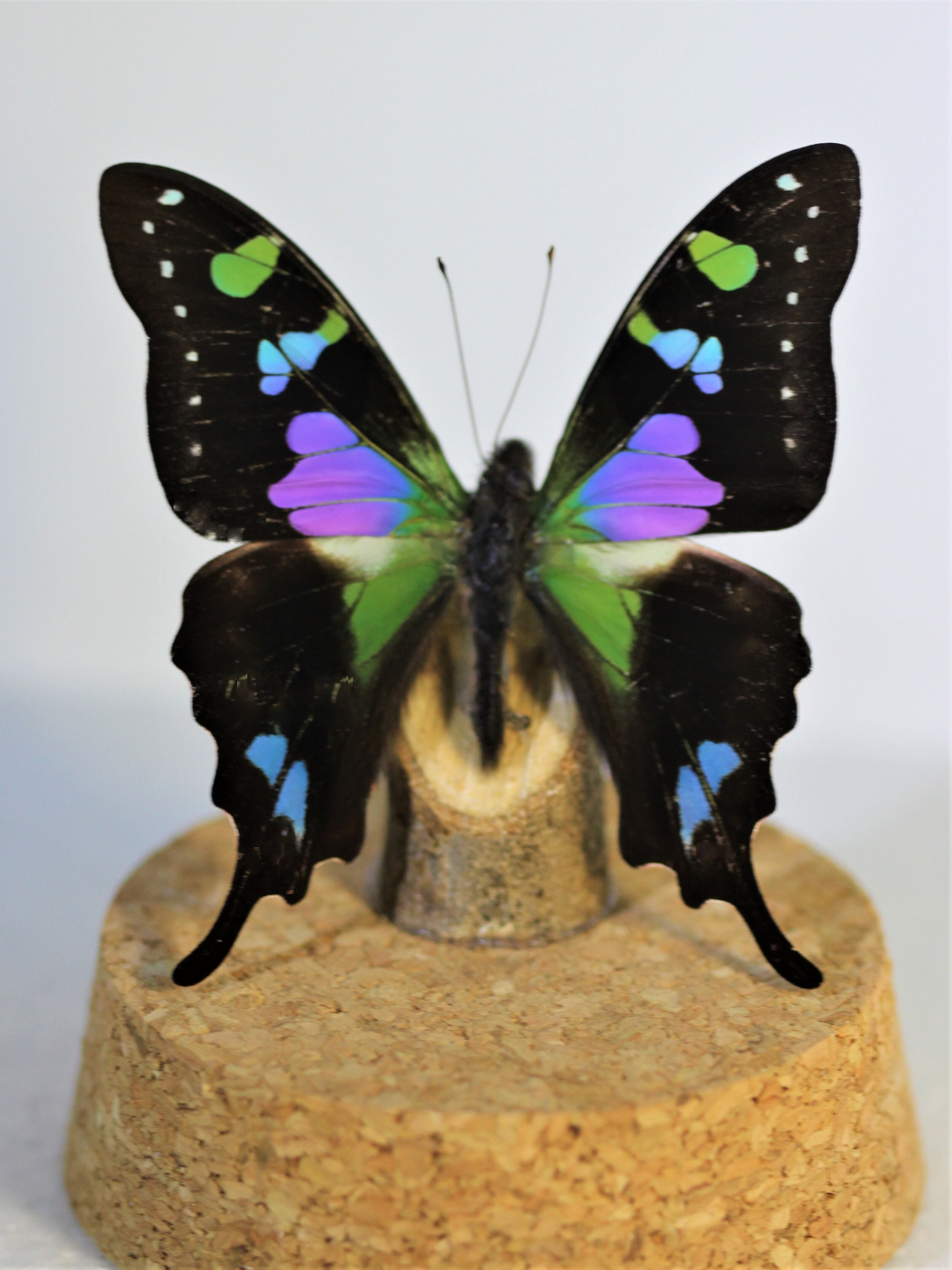 DOME PURPLE SWALLOWTAIL Graphium weiskeii PNG 2b.jpg