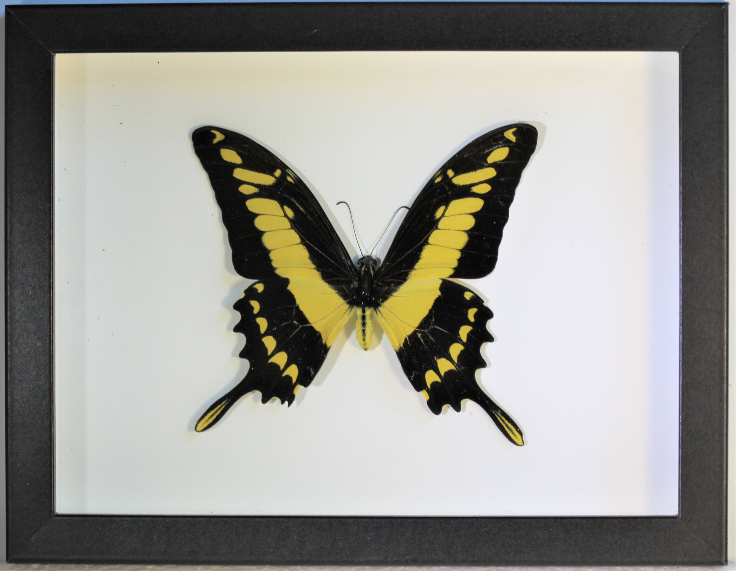 B FRAME TIGER Papilio thoas Peru. .jpg