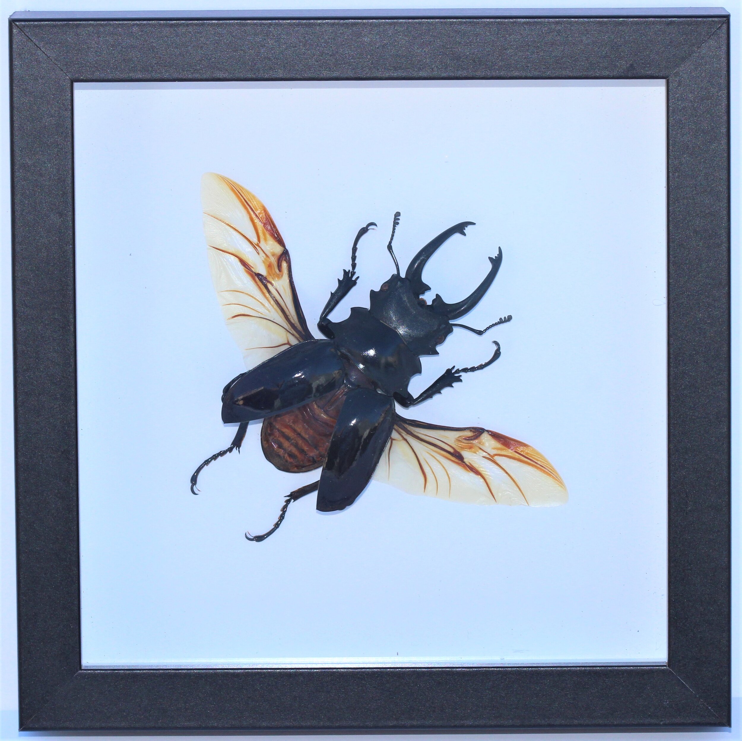 xx beetle IMG_0850.jpg