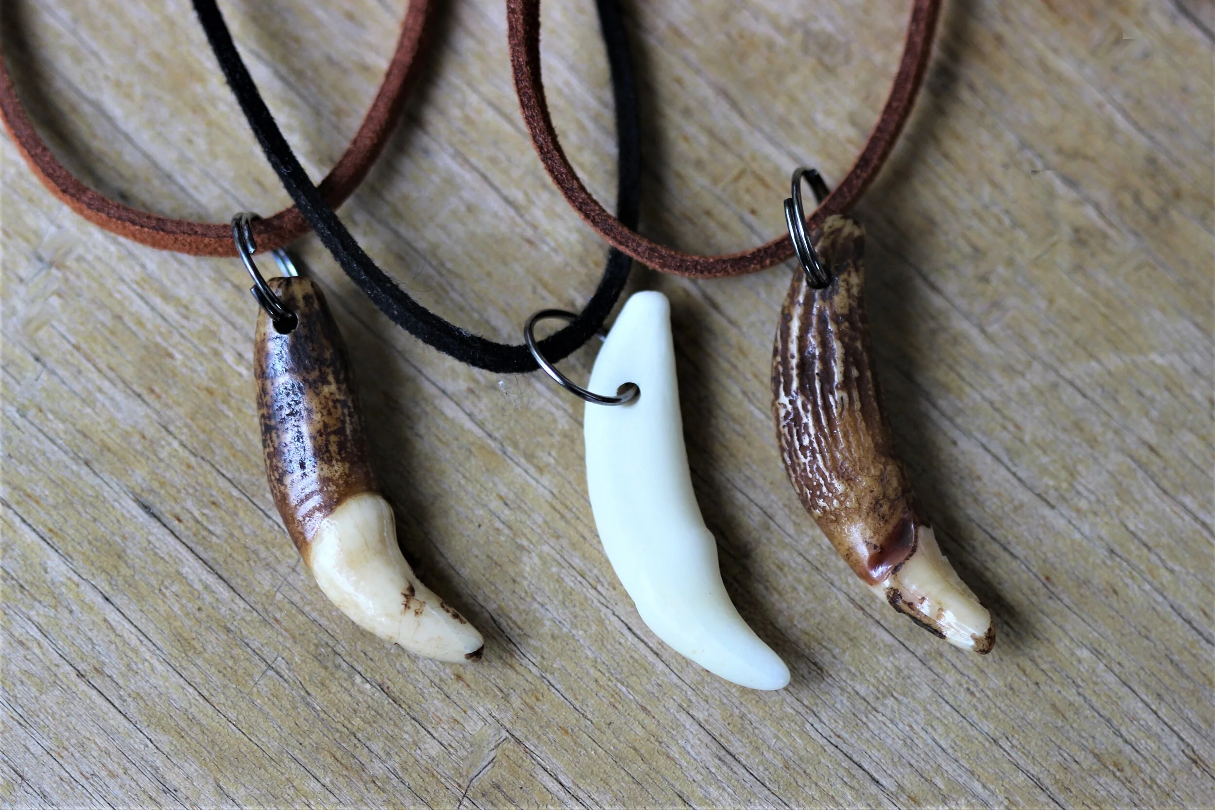 Coyote Tooth Necklace — Martin's Butterfly World