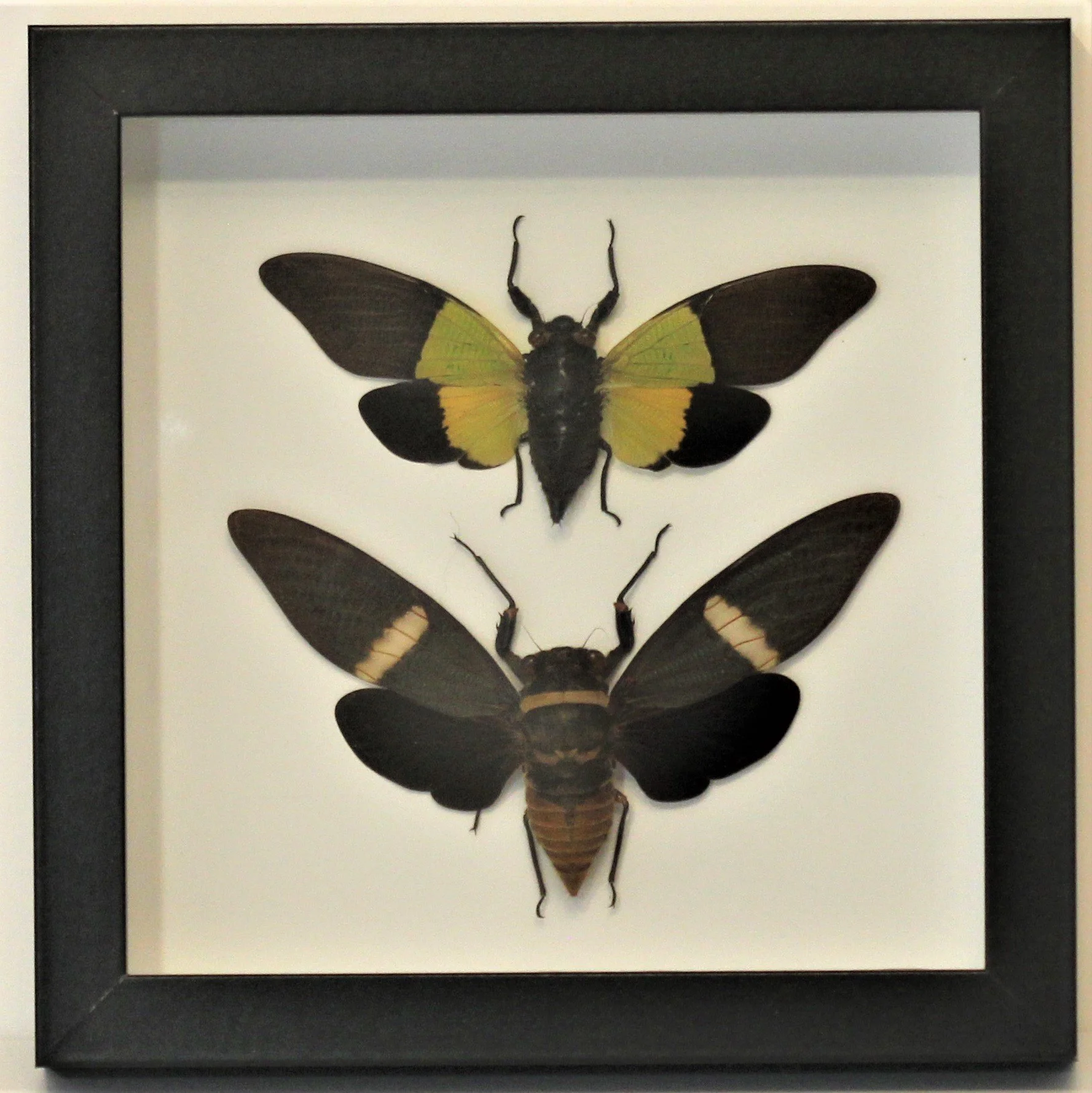 A Frame cicada pair B.JPG
