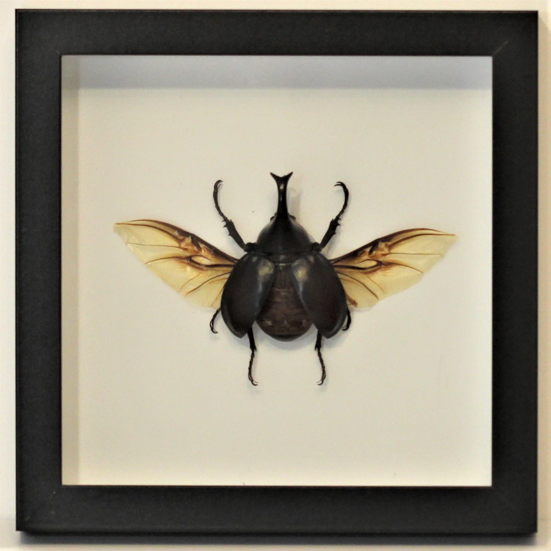 A Frame 2Horn Rhino.JPG