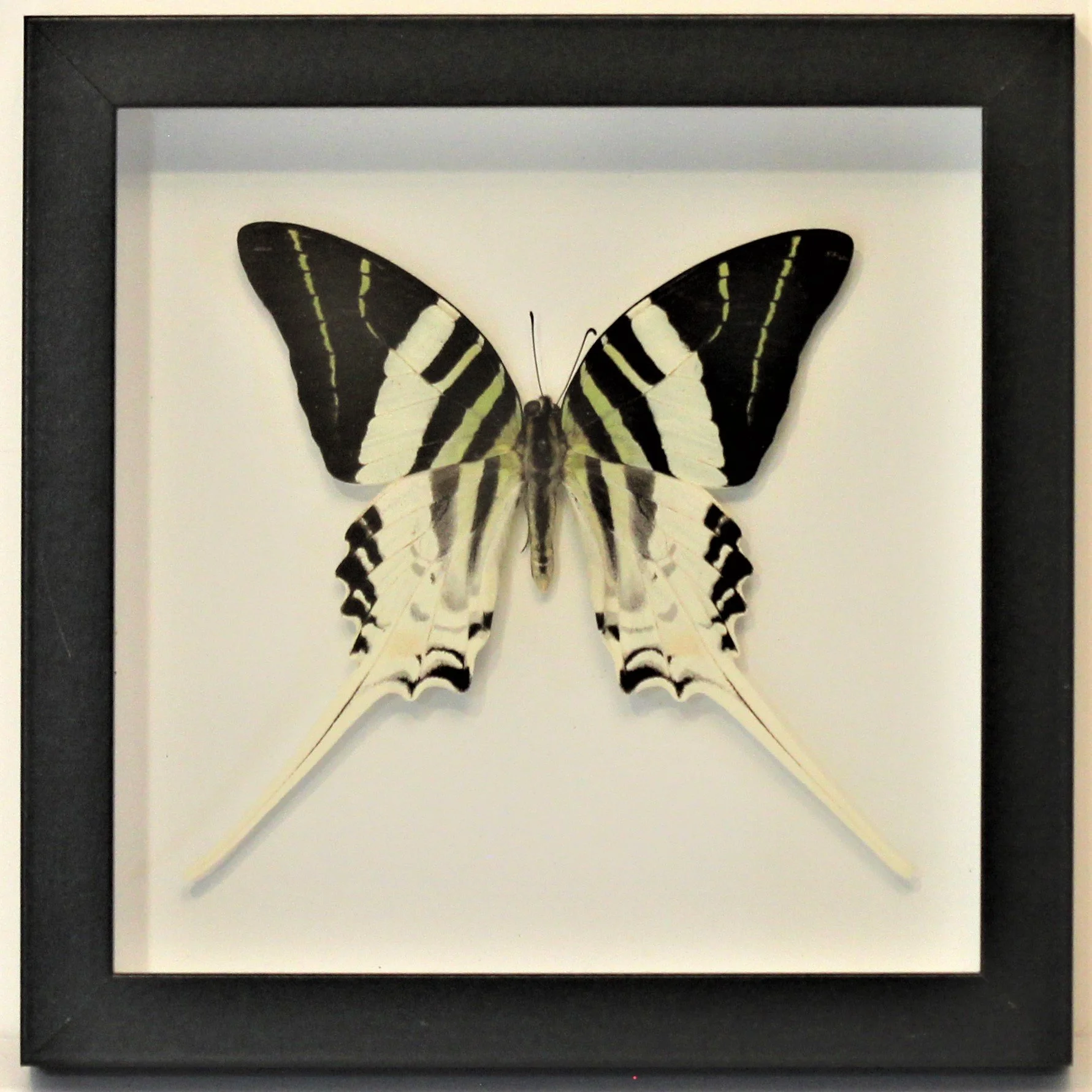A Frame Graphium.JPG