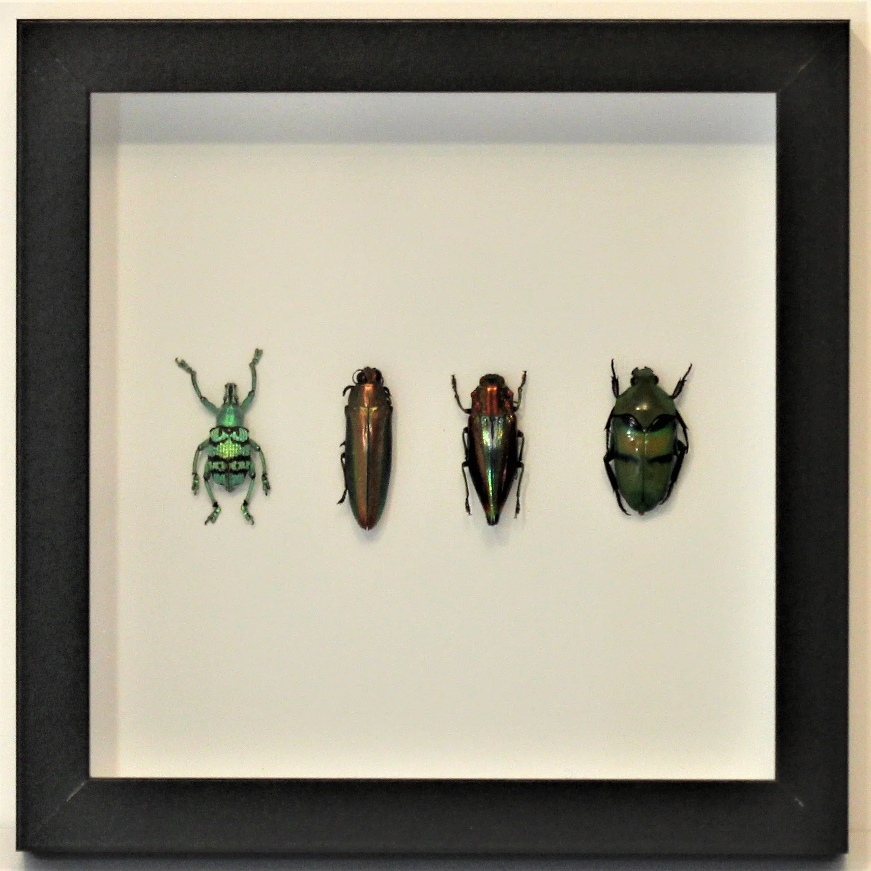 A Frame beetles 4 set.JPG