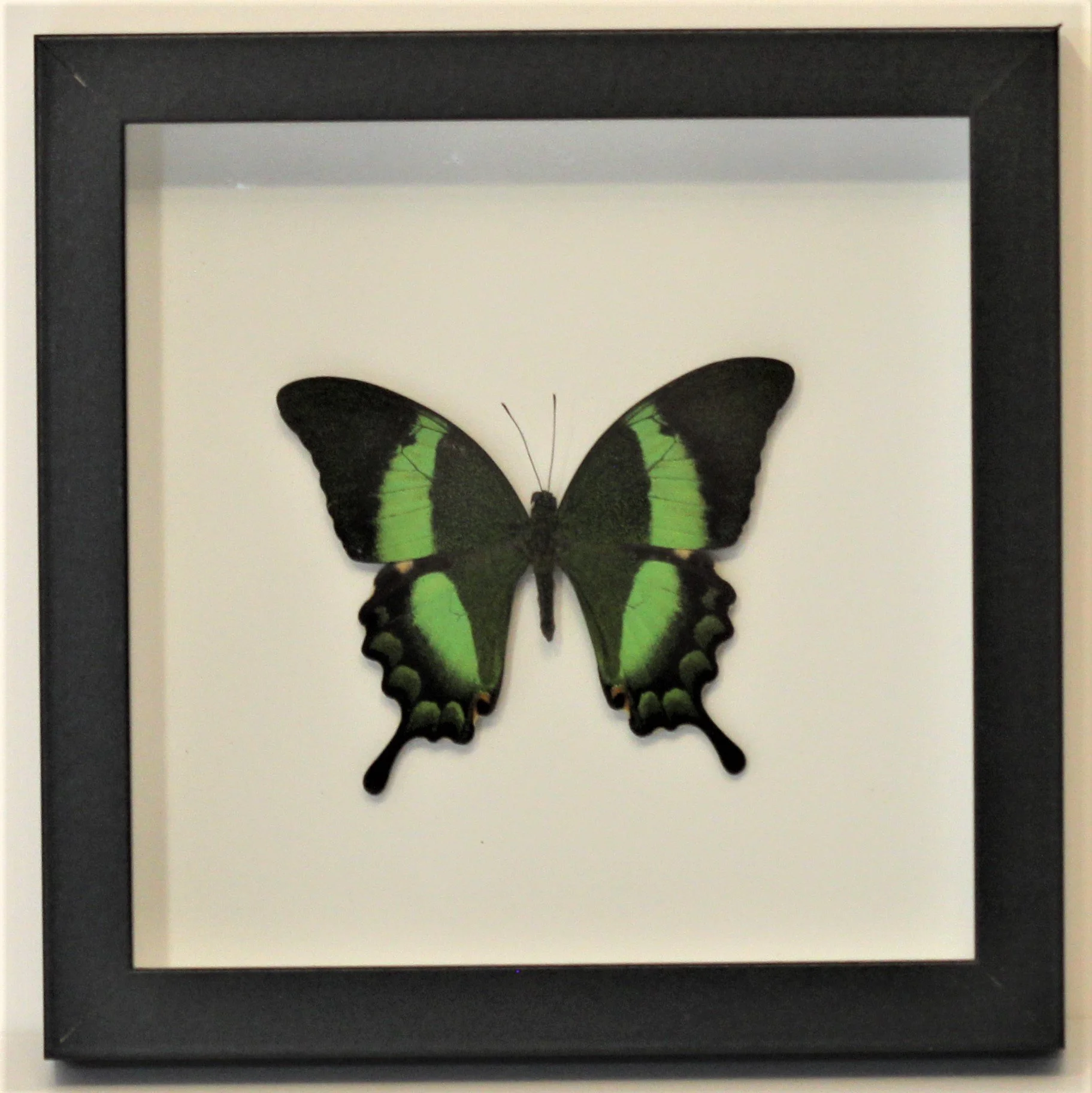 A Frame palinarus.JPG