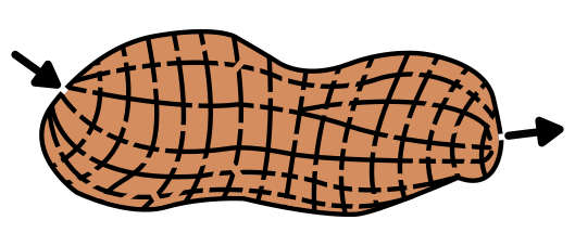 Peanut Maze