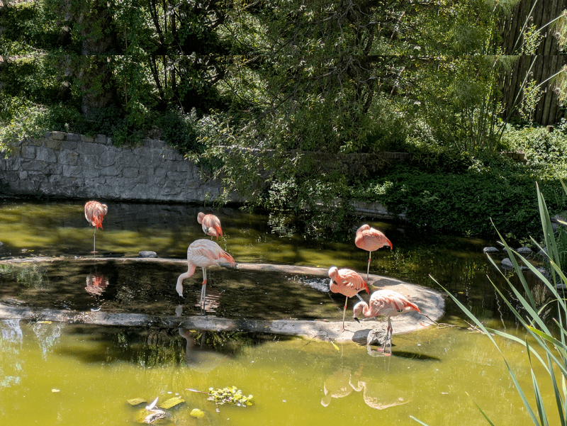 Flamingos