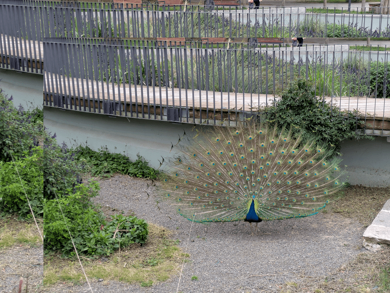 Peacock full