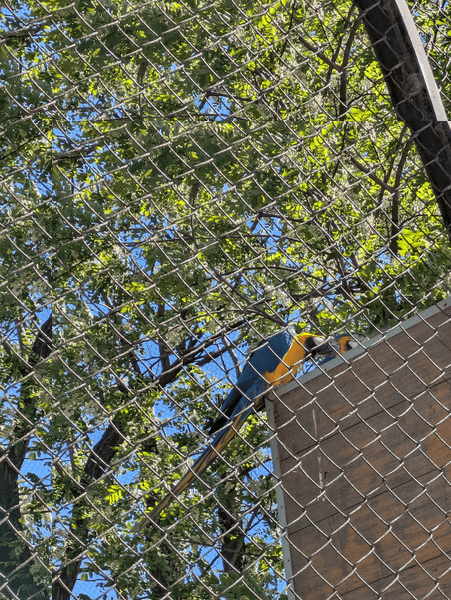 Parrot