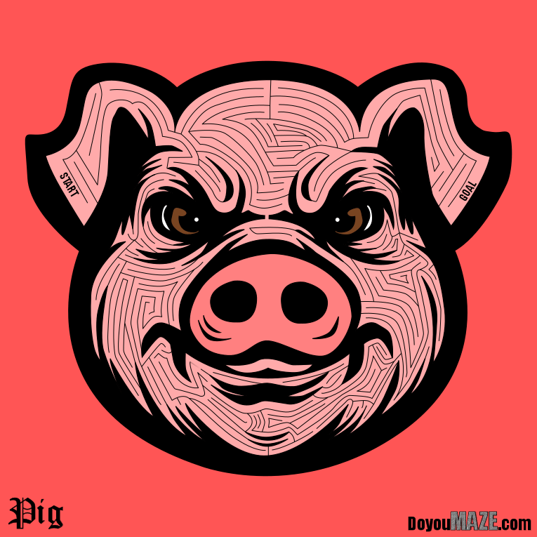 Pig Maze