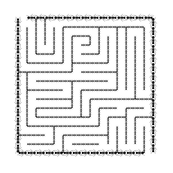 Ant walls maze