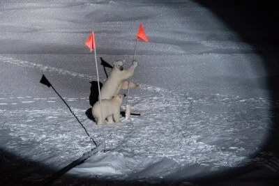 Eisbärenwächter der Polarstern 