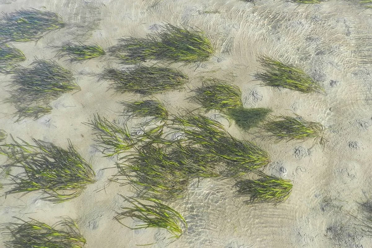 Gras der Nordsee