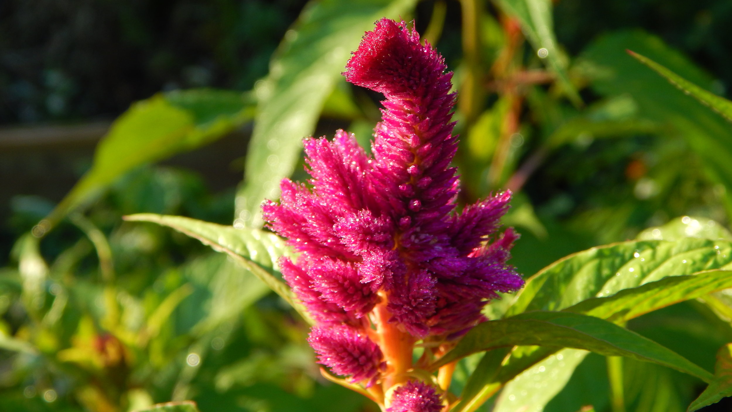 Celosia