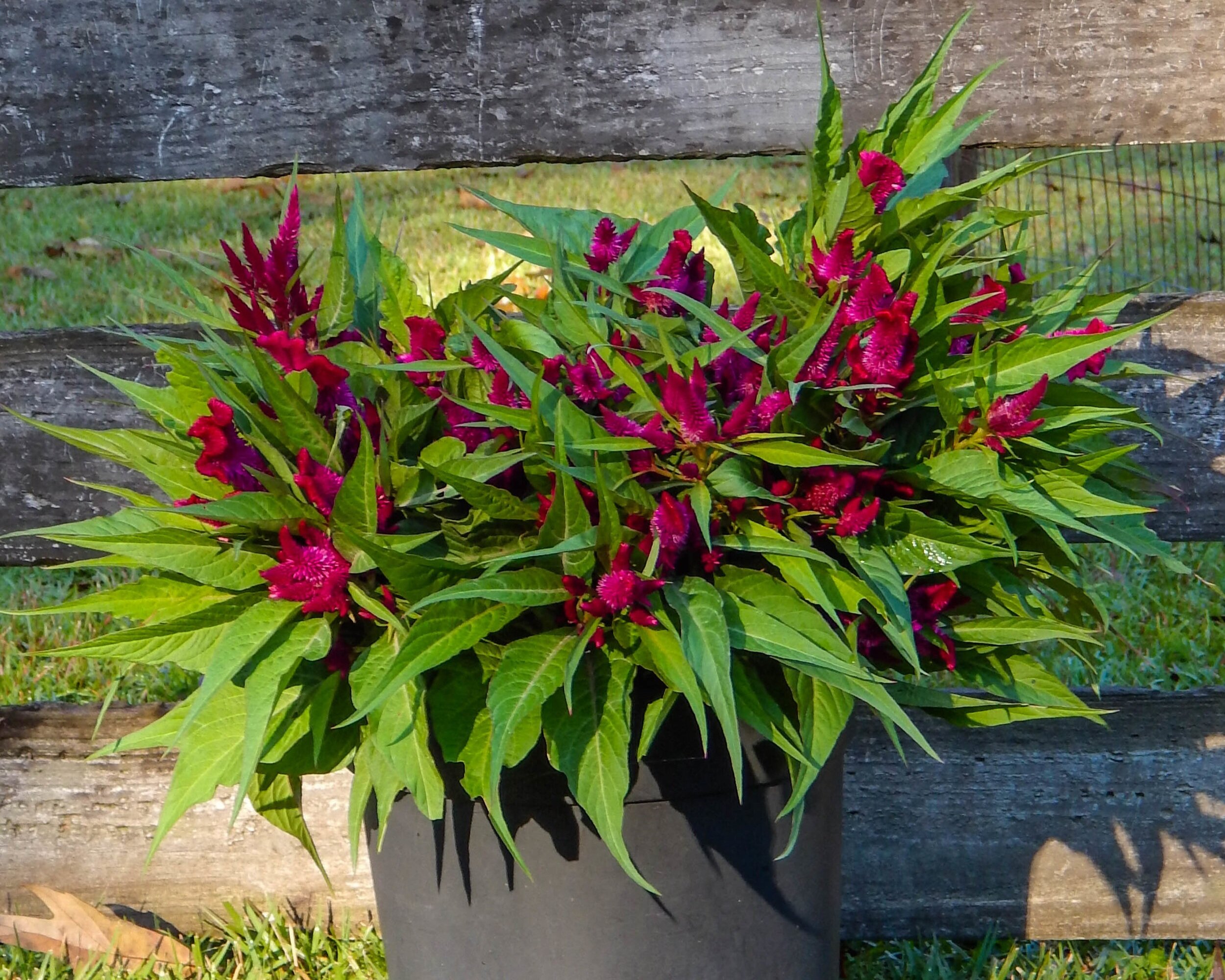 Celosia Bucket