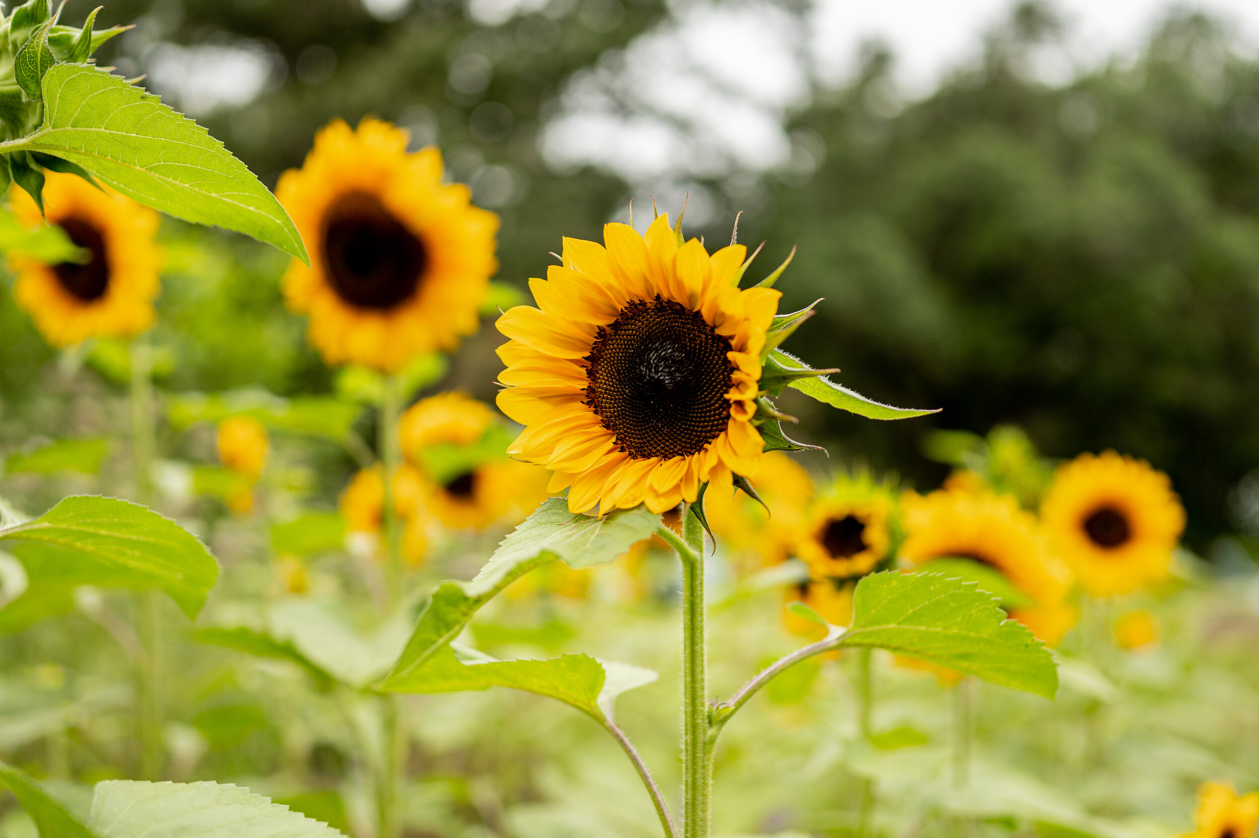 Sunflower