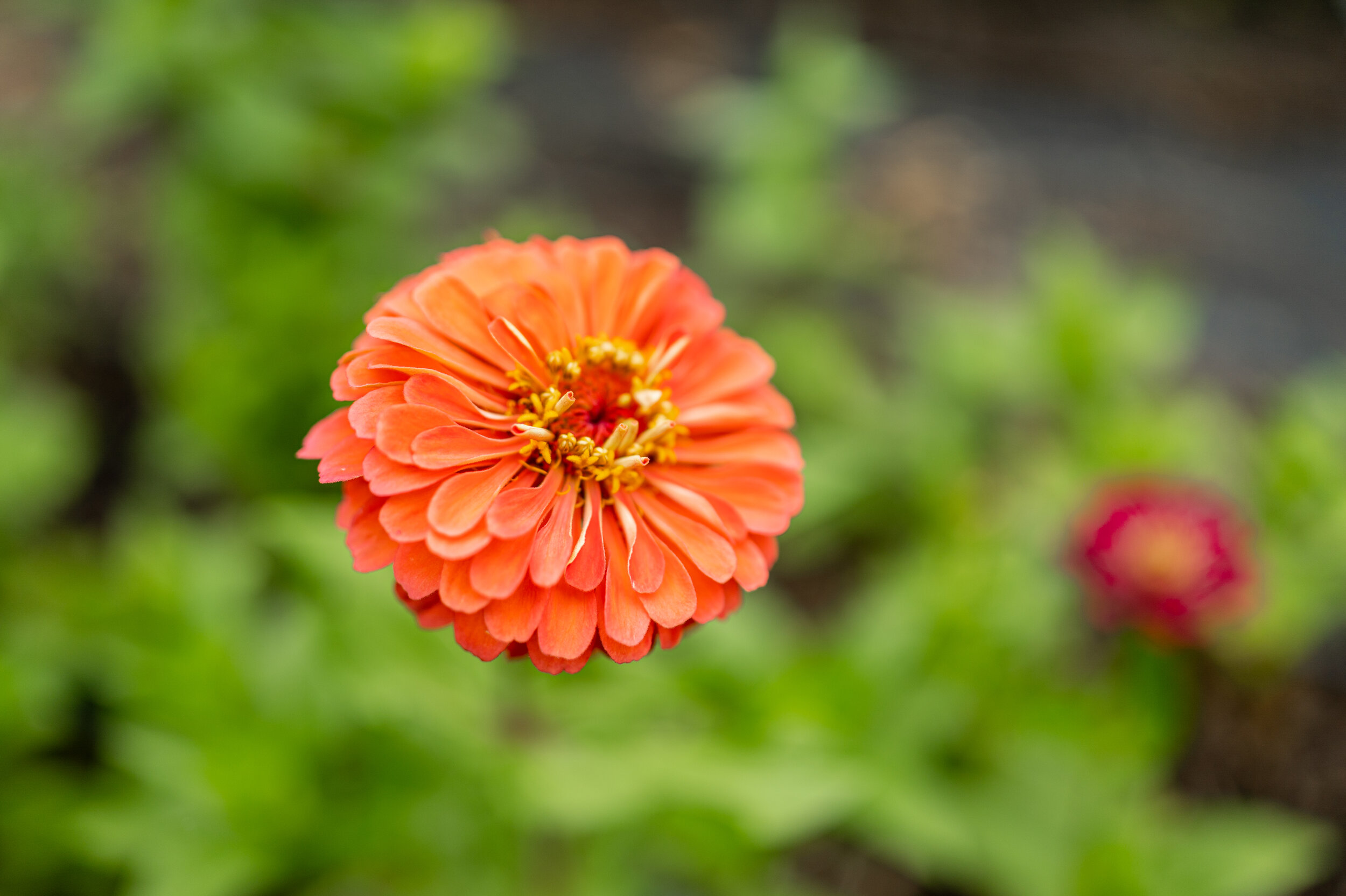 Zinnia