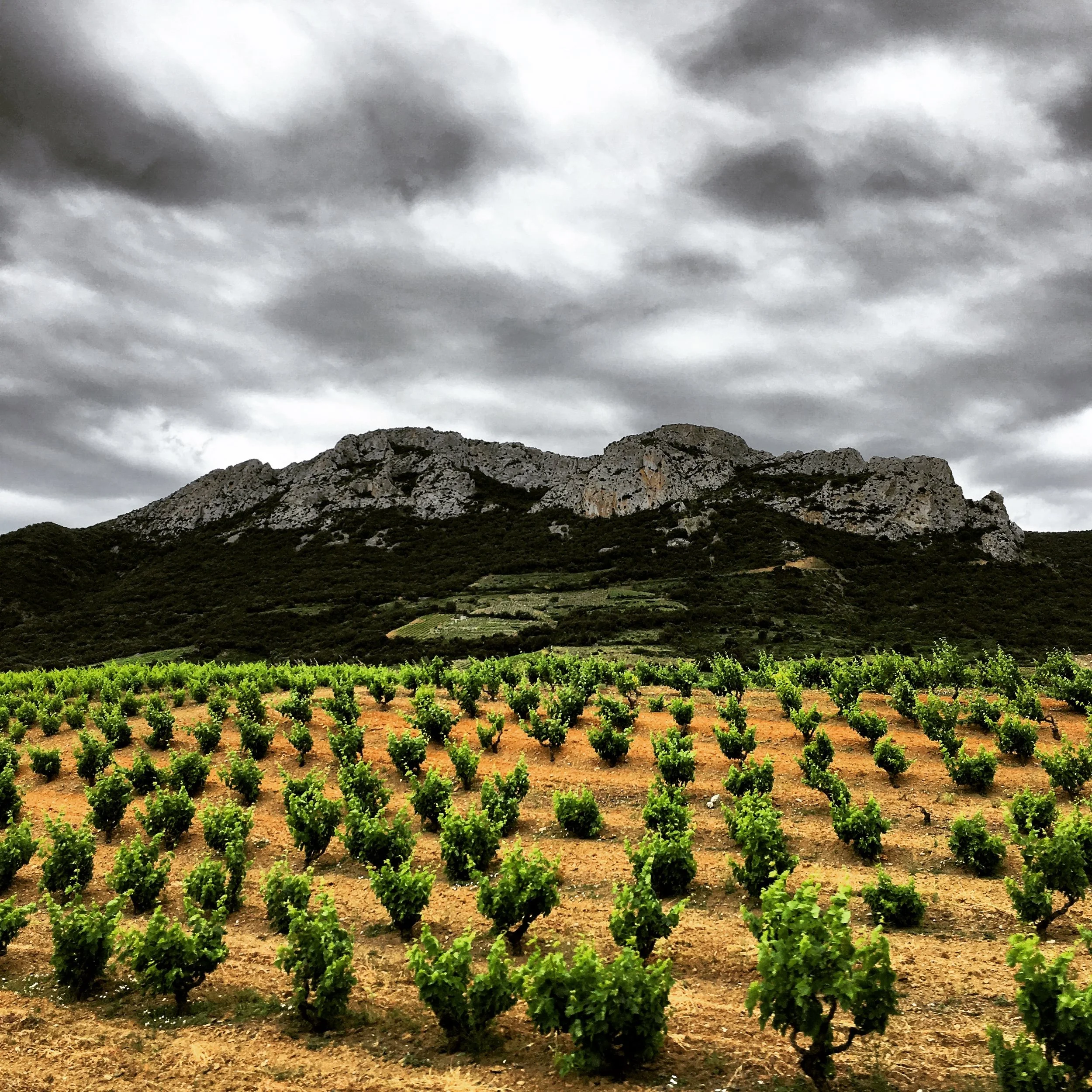 About — Selection Sauvage