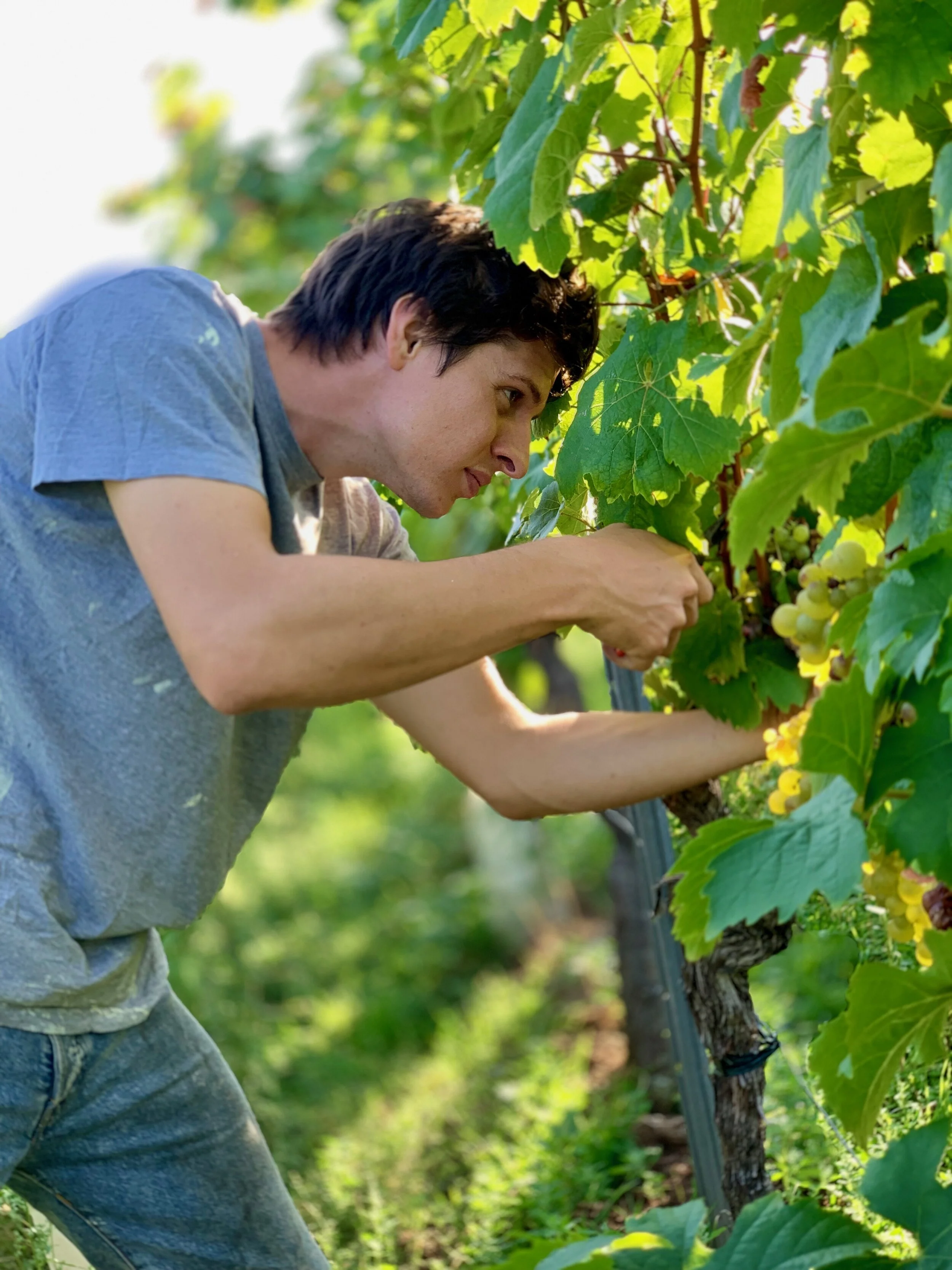 Marto, Rheinhessen DE