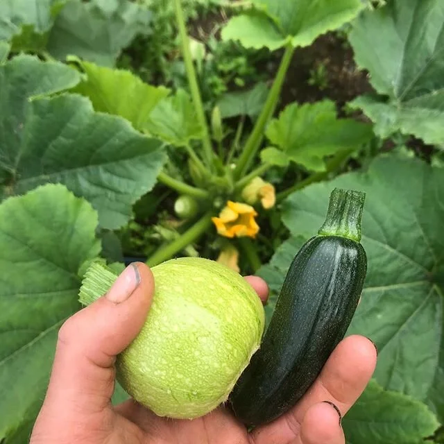 Growing at it&rsquo;s best. #southkitsap #slowfoodmovement #csabox #pnwfarms#womenfarmers