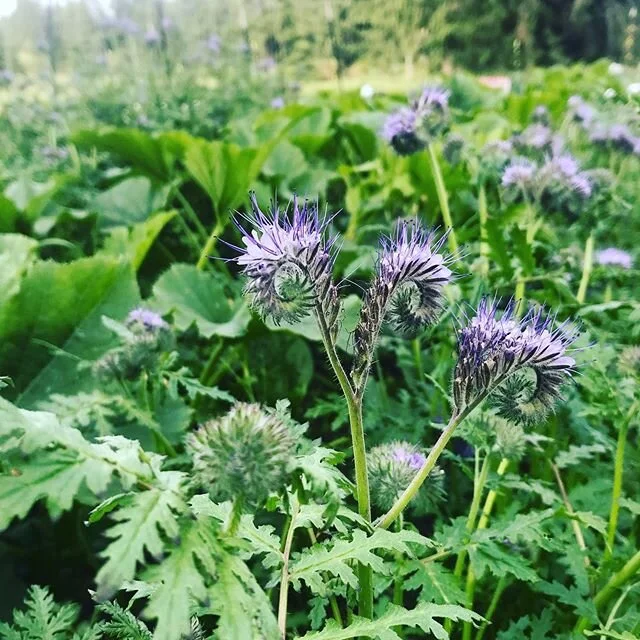 If you want bees, plant Phacelia.
