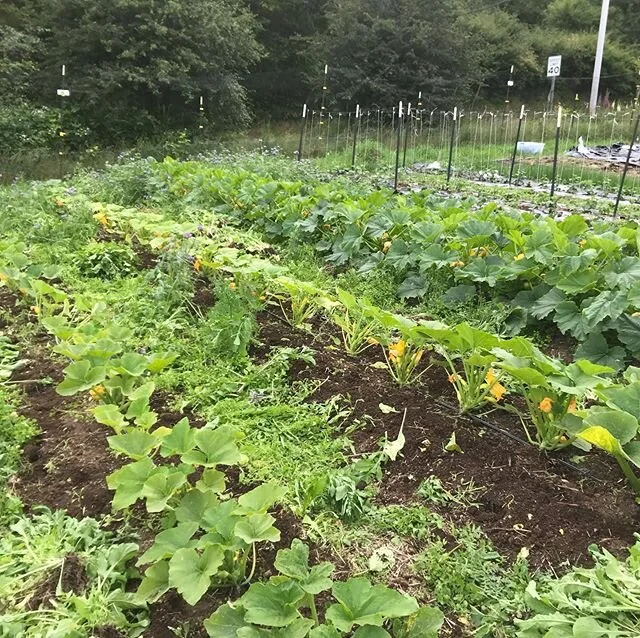I love my job! #lovingwhatyoudo #thegoodlife #slowfoodmovement #southkitsapfarms #pnwfarms #smallscalefarming