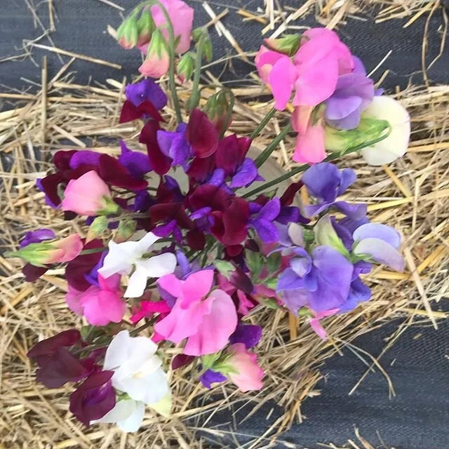 This week everything started to pop. Sweet pea flowers, gherkins, summer squash, and sprouting broccoli are ready to play. #southkitsap #smallscalefarming #slowfoodmovement #summersquash #gherkins #sweetpeas #broccoli #veggiedelight #veganlife #eatlo