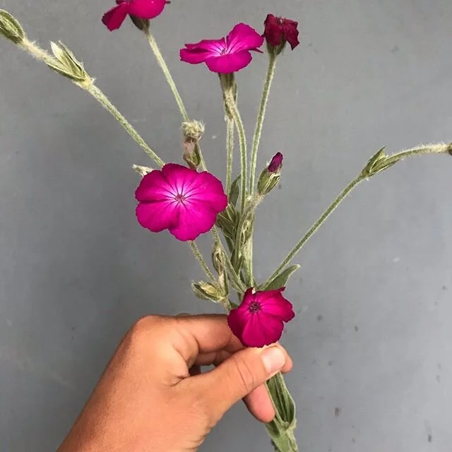 Rose Campion. #rosecampion #latespringblooms