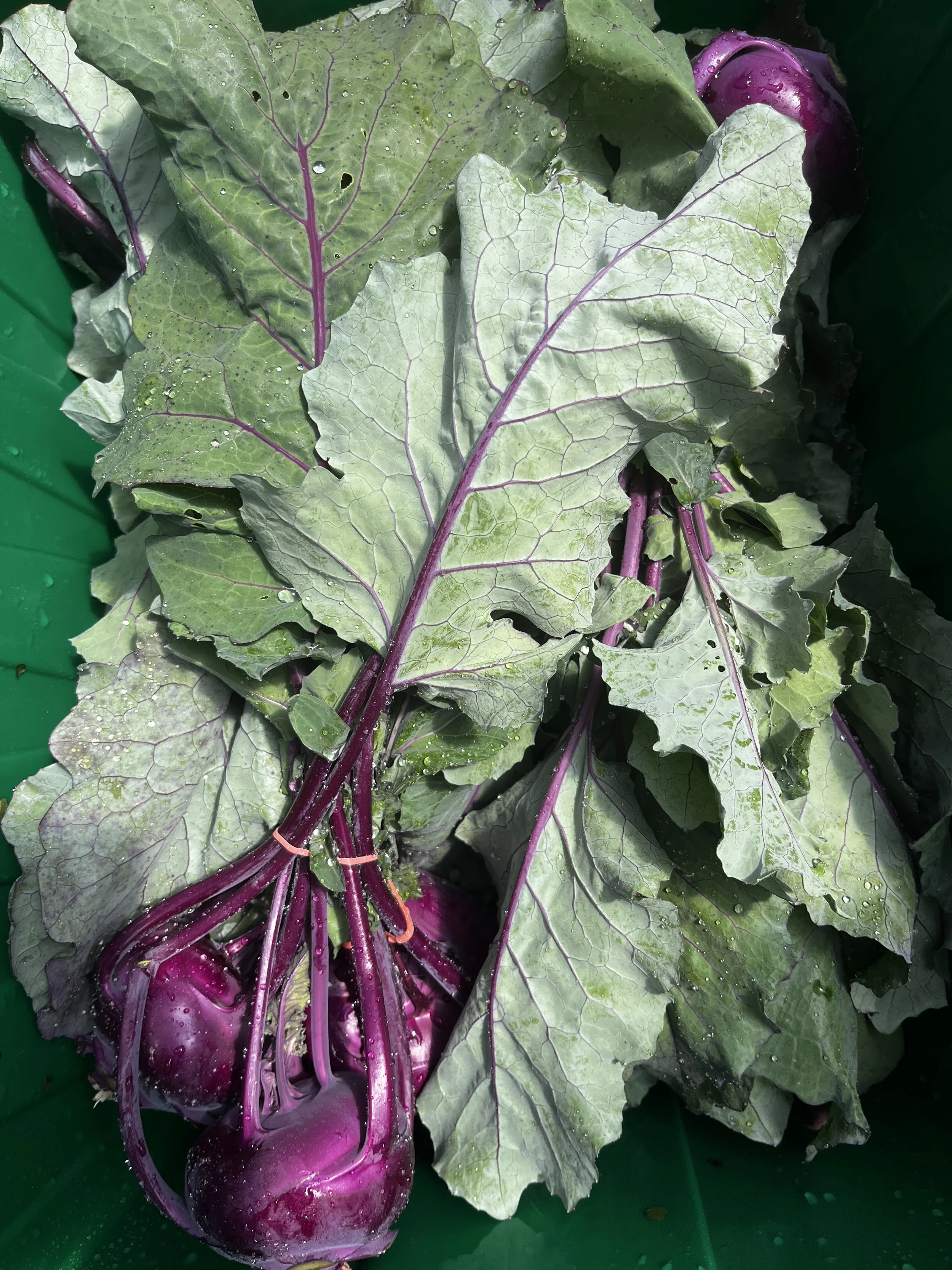 How to prepare Kohlrabi