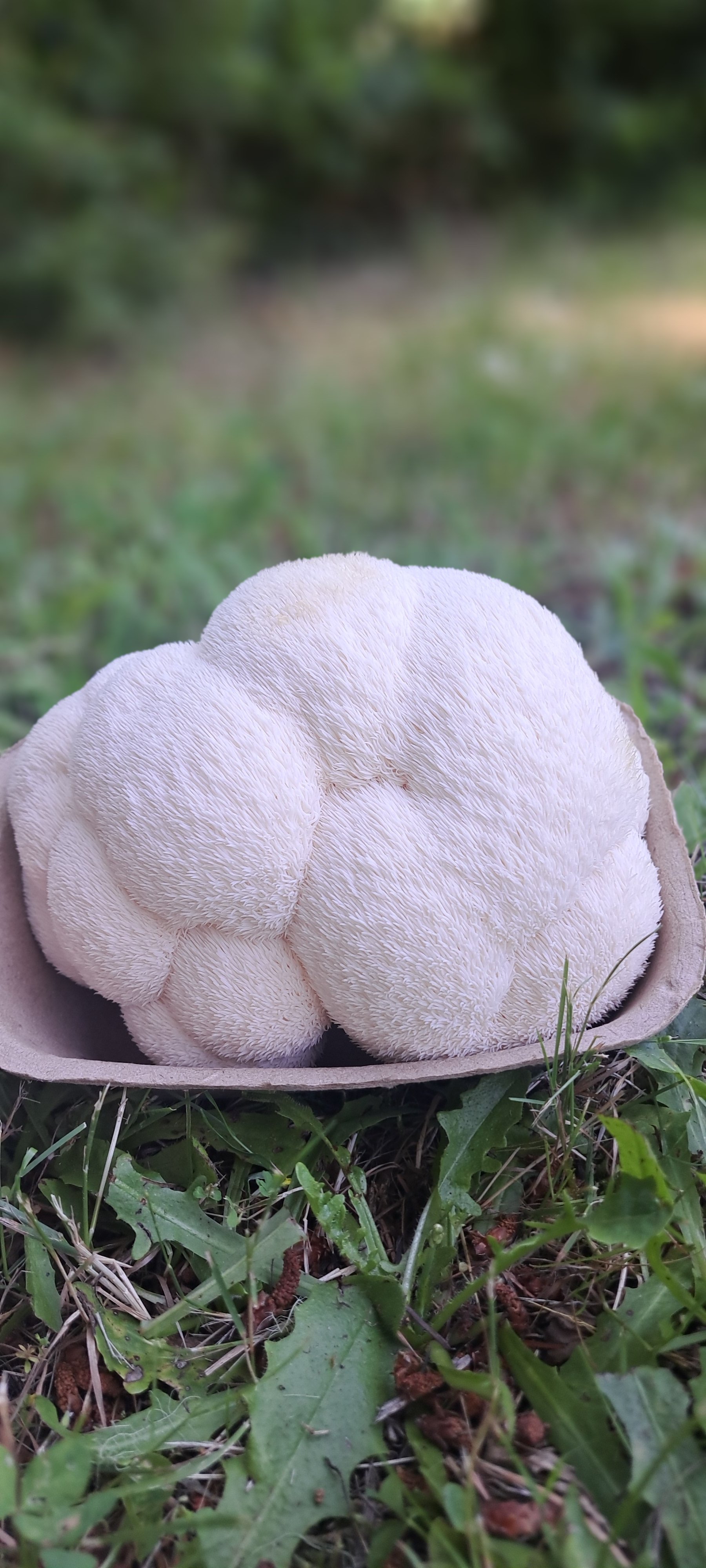 Lion's Mane, 1/2 Lb.