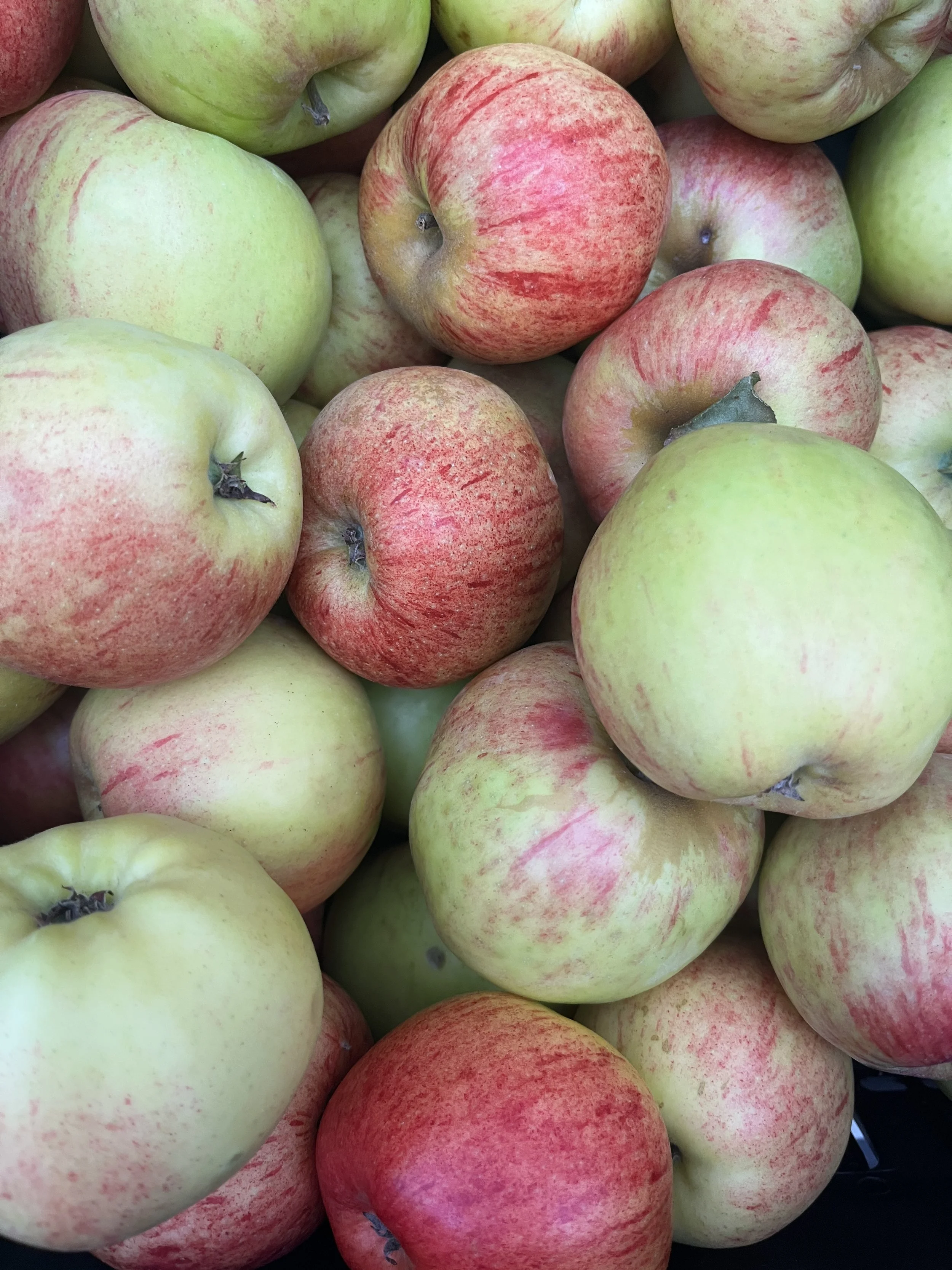 Apple, Gravensteins