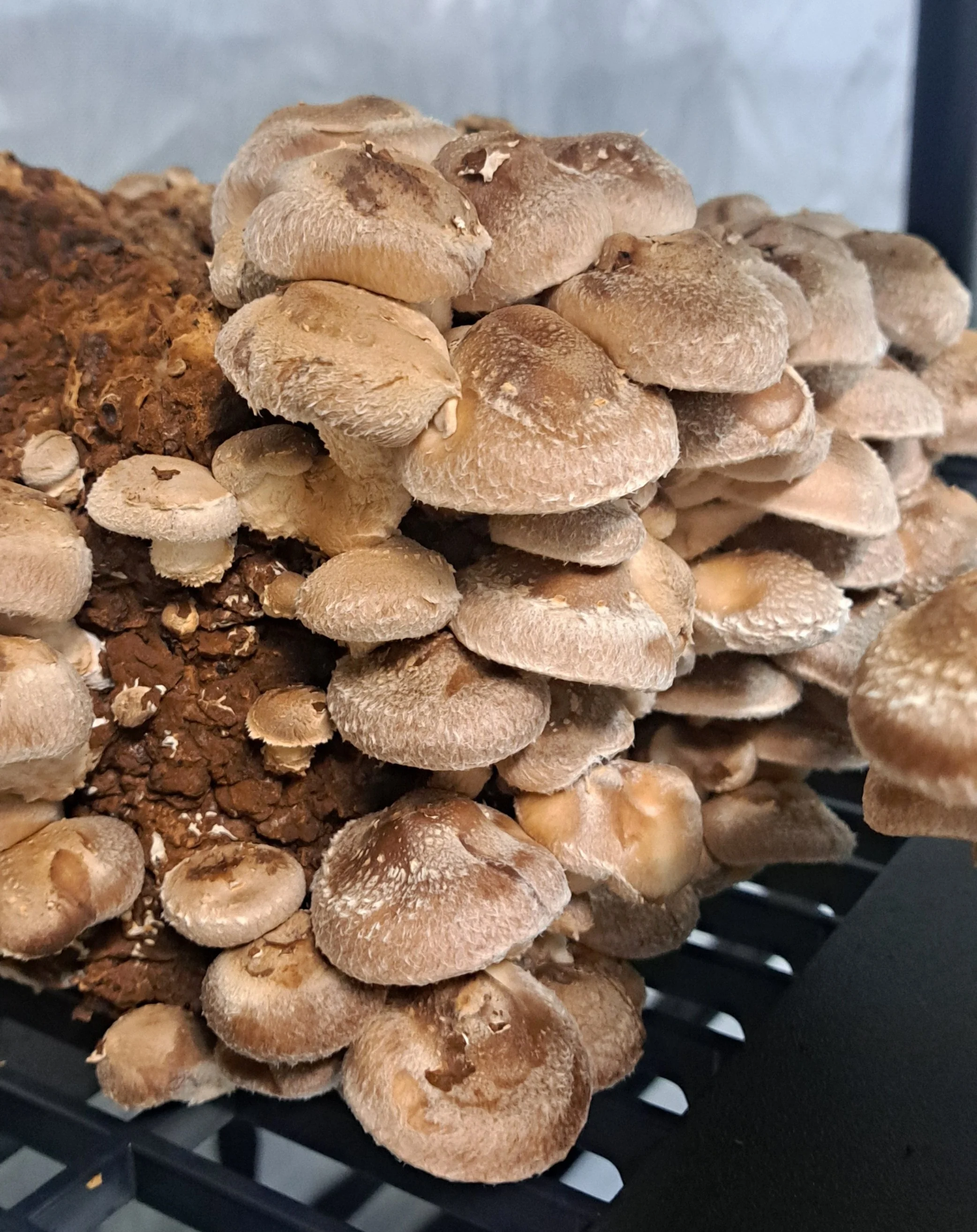 Shitake, 1/2 Lb.