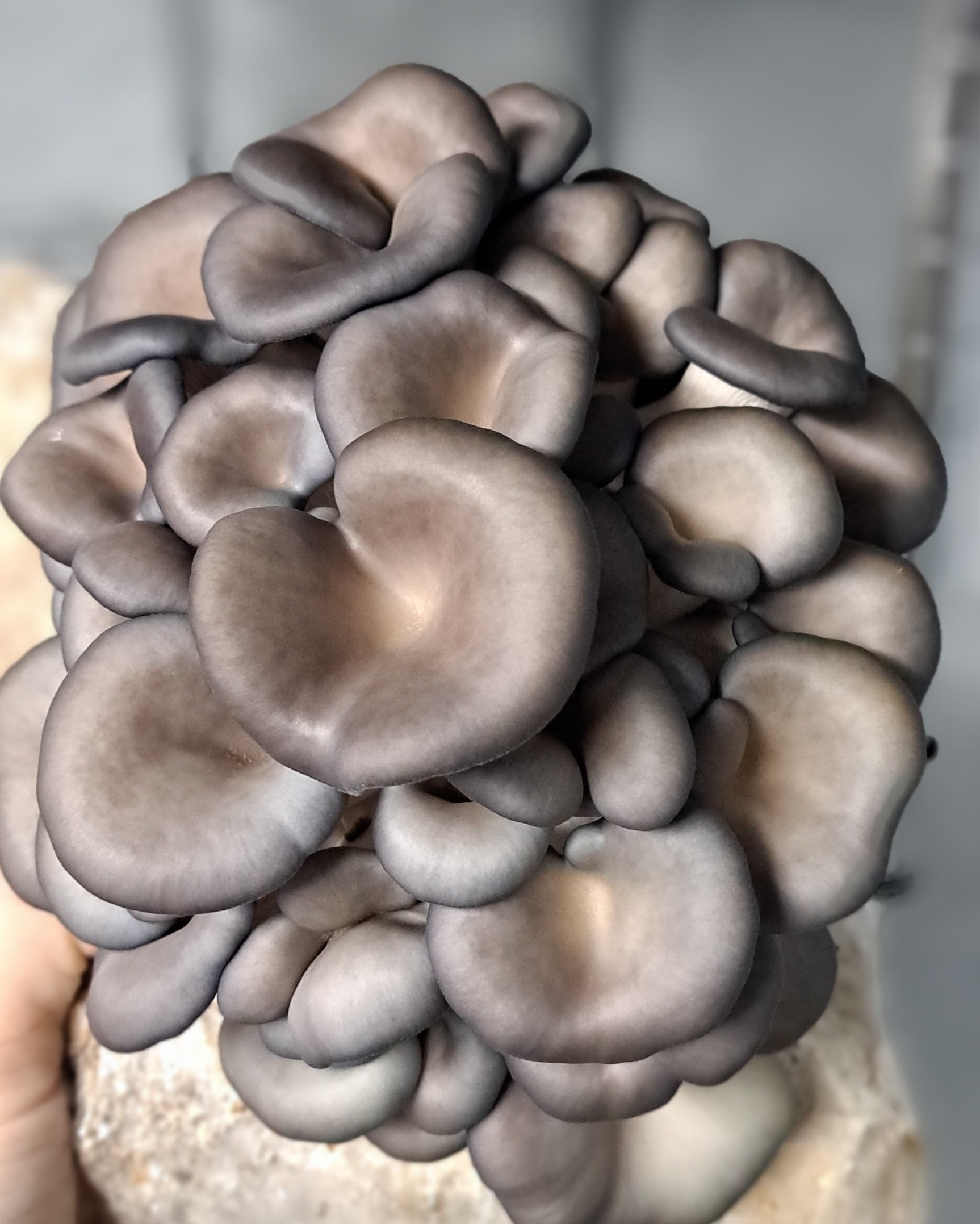 Blue Oyster